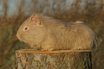 kleintierfotos meerschwein_-_glatthaarig