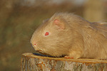 kleintierfotos meerschwein_-_glatthaarig