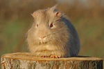 kleintierfotos meerschwein_-_glatthaarig