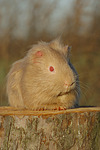 kleintierfotos meerschwein_-_glatthaarig