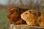 kleintierfotos meerschwein_-_glatthaarig