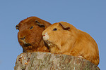 kleintierfotos meerschwein_-_glatthaarig