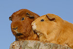 kleintierfotos meerschwein_-_glatthaarig