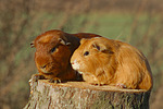 kleintierfotos meerschwein_-_glatthaarig