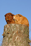 kleintierfotos meerschwein_-_glatthaarig