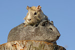 kleintierfotos meerschwein_-_glatthaarig