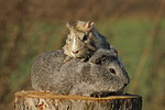 kleintierfotos meerschwein_-_glatthaarig