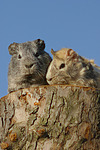 kleintierfotos meerschwein_-_glatthaarig