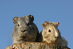 kleintierfotos meerschwein_-_glatthaarig