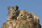 kleintierfotos meerschwein_-_glatthaarig