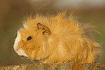 kleintierfotos meerschwein_-_langhaarig