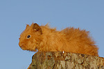 kleintierfotos meerschwein_-_rex