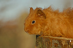 kleintierfotos meerschwein_-_rex