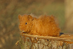 kleintierfotos meerschwein_-_rex
