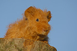 kleintierfotos meerschwein_-_rex