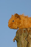 kleintierfotos meerschwein_-_rex