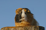 kleintierfotos meerschwein_-_glatthaarig