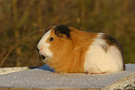 kleintierfotos meerschwein_-_glatthaarig