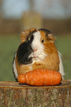 kleintierfotos meerschwein_-_glatthaarig