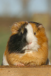kleintierfotos meerschwein_-_glatthaarig