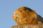 kleintierfotos meerschwein_-_glatthaarig