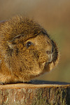 kleintierfotos meerschwein_-_rosette