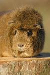 kleintierfotos meerschwein_-_rosette