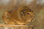 kleintierfotos meerschwein_-_rosette