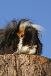 kleintierfotos meerschwein_-_langhaarig