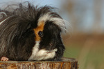 kleintierfotos meerschwein_-_langhaarig