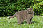 katzenfotos britisch_kurzhaar