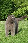 katzenfotos britisch_kurzhaar