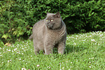 katzenfotos britisch_kurzhaar