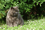 katzenfotos britisch_kurzhaar