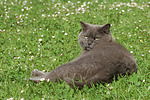 katzenfotos britisch_kurzhaar