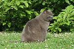 katzenfotos britisch_kurzhaar