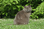 katzenfotos britisch_kurzhaar
