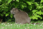 katzenfotos britisch_kurzhaar