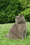 katzenfotos britisch_kurzhaar