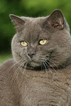katzenfotos britisch_kurzhaar