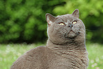 katzenfotos britisch_kurzhaar