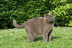 katzenfotos britisch_kurzhaar