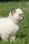 katzenfotos britisch_kurzhaar