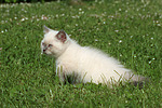 katzenfotos britisch_kurzhaar