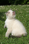 katzenfotos britisch_kurzhaar