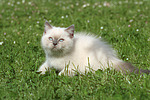 katzenfotos britisch_kurzhaar