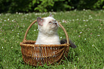 katzenfotos britisch_kurzhaar