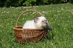 katzenfotos britisch_kurzhaar