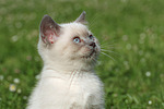 katzenfotos britisch_kurzhaar