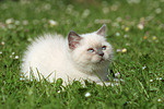 katzenfotos britisch_kurzhaar